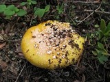 Amanita aprica image