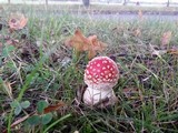Amanita muscaria subsp. muscaria image