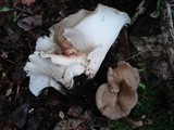 Royoporus badius image