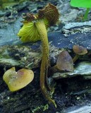 Xeromphalina tenuipes image
