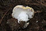 Amanita aprica image