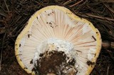 Amanita aprica image