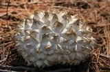 Calvatia sculpta image