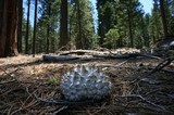 Calvatia sculpta image