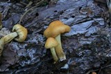 Pholiota spumosa image