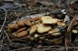 Kuehneromyces lignicola image
