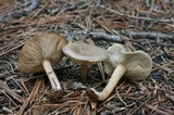 Clitocybe glacialis image