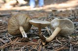 Clitocybe glacialis image