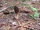 Morchella snyderi image