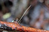 Mycetinis opacus image