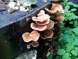 Lentinus strigosus image