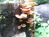 Lentinus strigosus image
