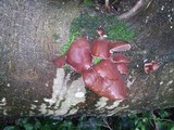 Auricularia fuscosuccinea image