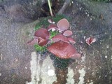 Auricularia fuscosuccinea image