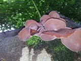 Auricularia fuscosuccinea image