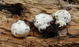 Inocybe insinuata image
