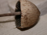 Panaeolus papilionaceus var. parvisporus image