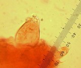 Inocybe insinuata image