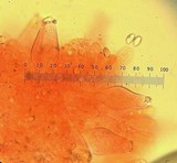 Inocybe insinuata image