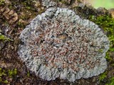 Degelia plumbea image