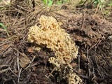 Ramaria rasilispora var. rasilispora image