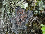 Pannaria rubiginosa image