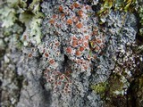 Pannaria rubiginosa image