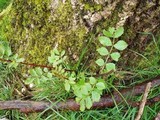 Pannaria rubiginosa image