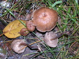 Gymnopus subpruinosus image
