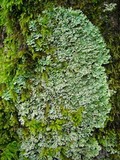 Polyblastidium japonicum image