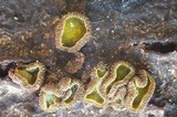 Dencoeliopsis johnstonii image