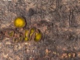 Dencoeliopsis johnstonii image