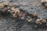 Dencoeliopsis johnstonii image