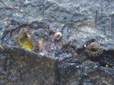 Dencoeliopsis johnstonii image