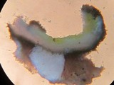 Dencoeliopsis johnstonii image