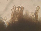 Dencoeliopsis johnstonii image