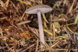 Mycena pura image
