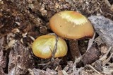 Kuehneromyces lignicola image