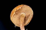 Kuehneromyces lignicola image