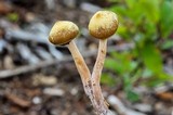 Kuehneromyces lignicola image