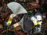 Gomphidius glutinosus image