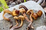 Kuehneromyces lignicola image