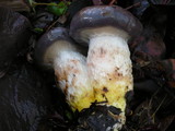 Gomphidius glutinosus image