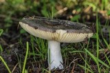 Russula cyanoxantha image