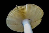 Russula cyanoxantha image