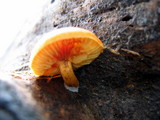 Gymnopilus sapineus image