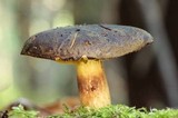 Phylloporus arenicola image