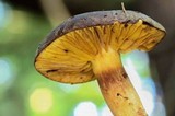 Phylloporus arenicola image
