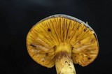 Phylloporus arenicola image