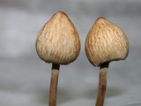 Panaeolus papilionaceus var. parvisporus image